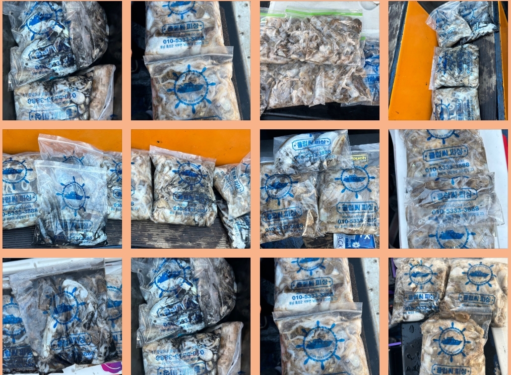 9월 9일 대성호 주꾸미 조황입니다