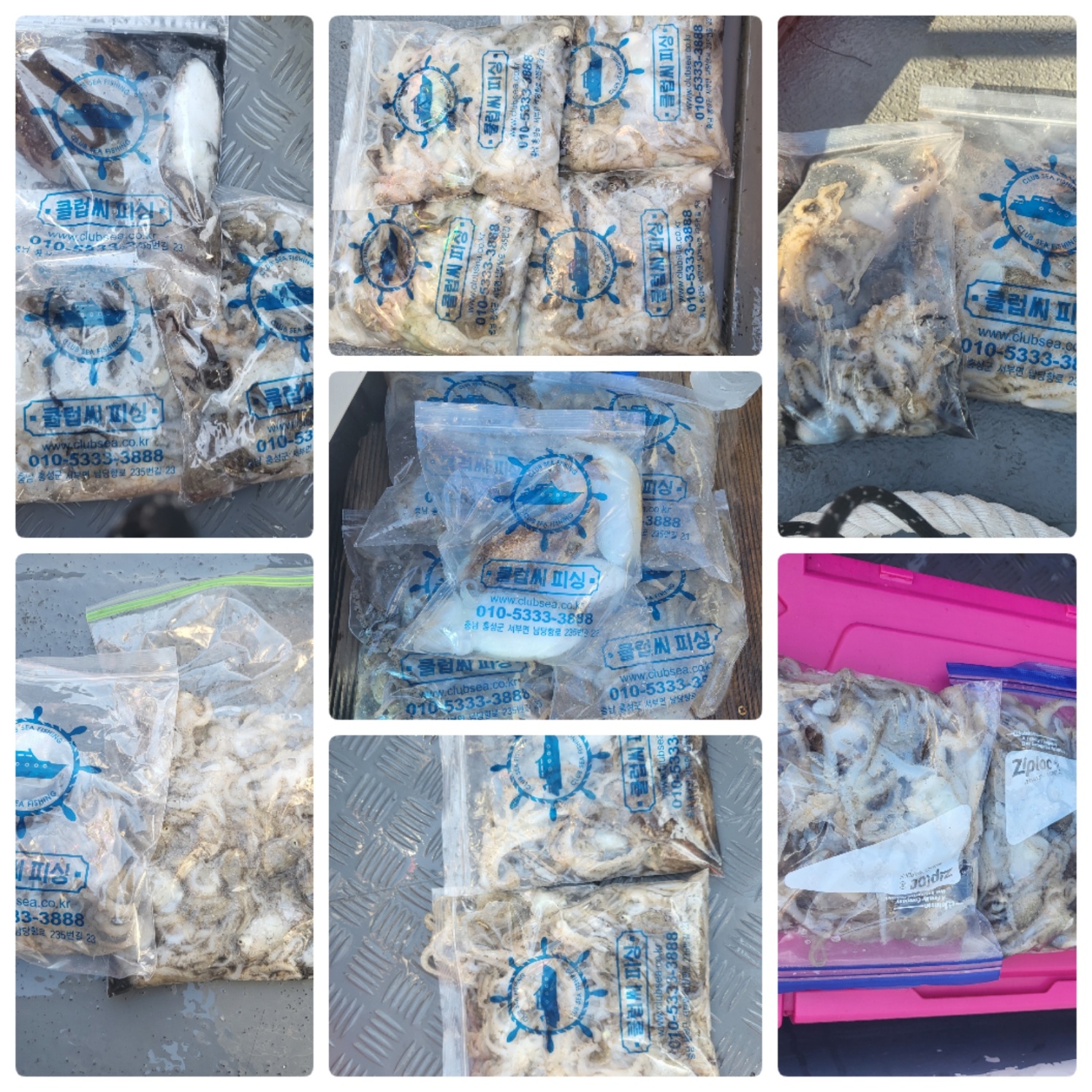 9월17일 마린호 쭈조황입니다