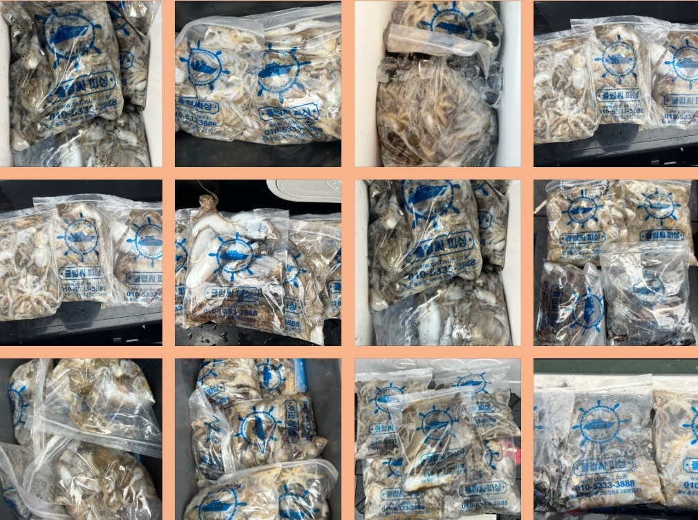 9월 13일 대성호 주꾸미 조황입니다