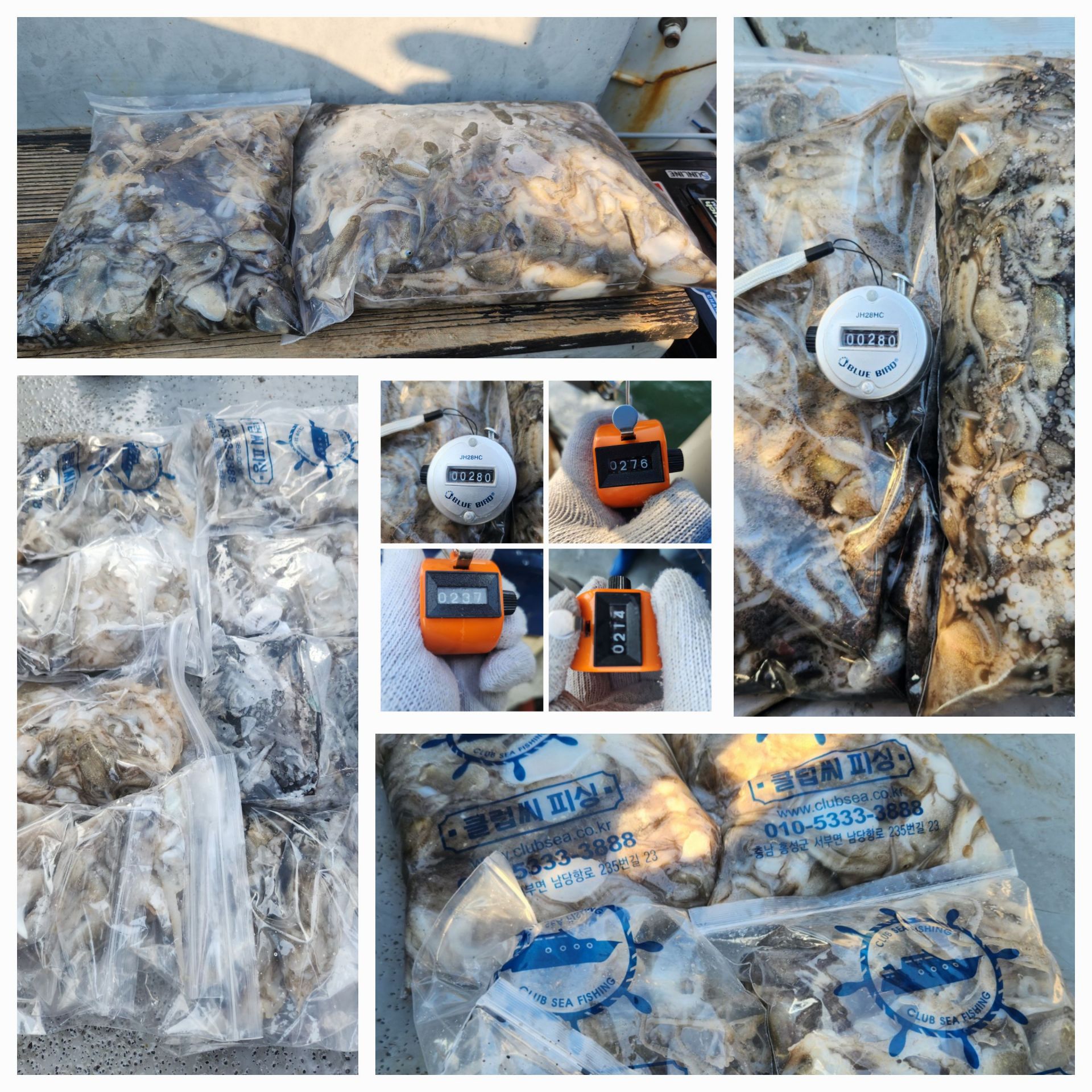 9월 1일 뉴대성호 주꾸미조황