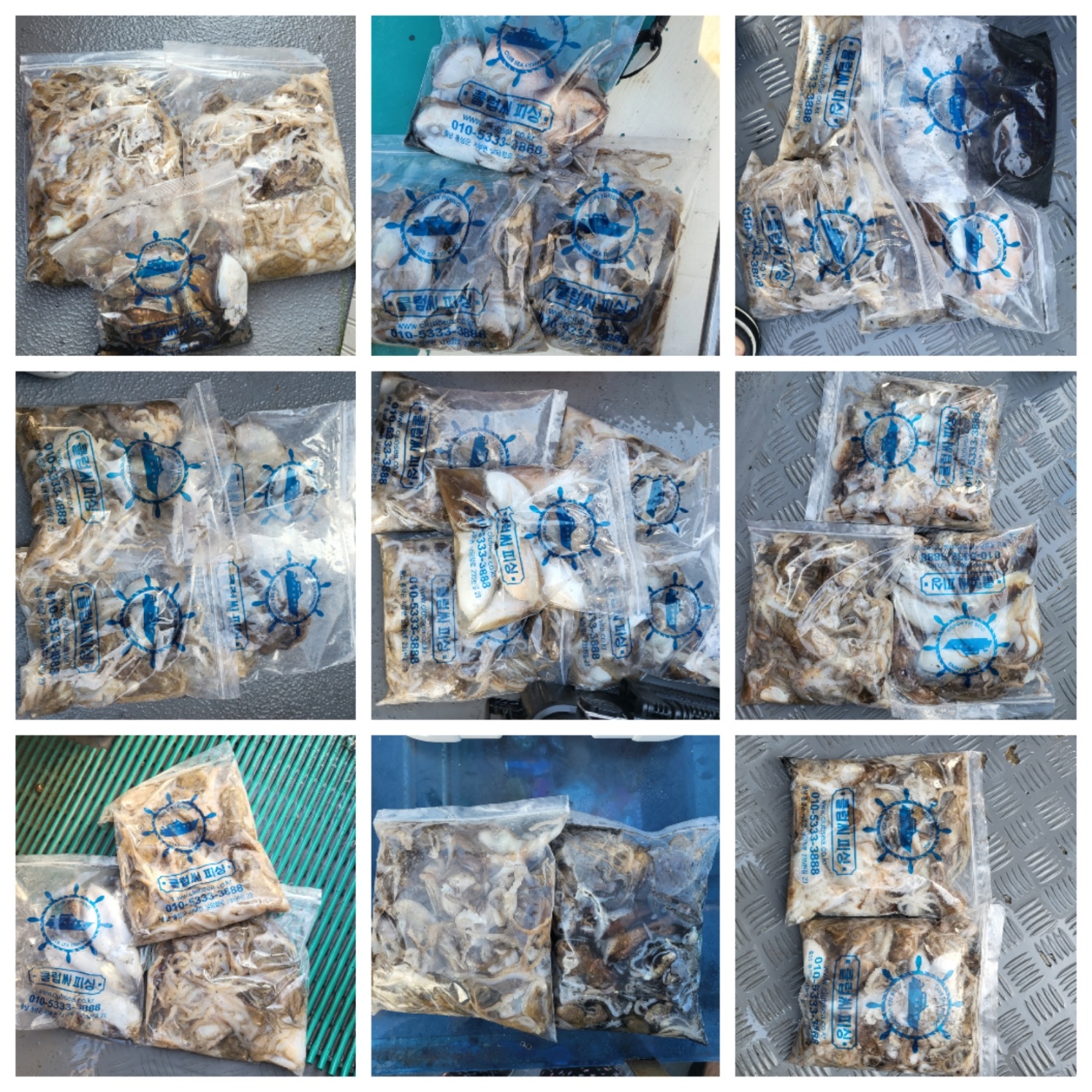 9월11일 마린호 쭈조황입니다