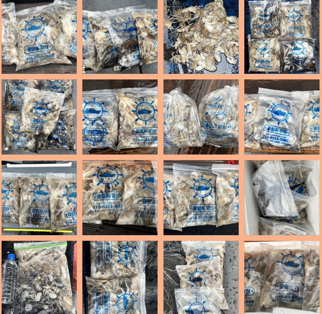 9월 25일 대성호 주꾸미 조황입니다