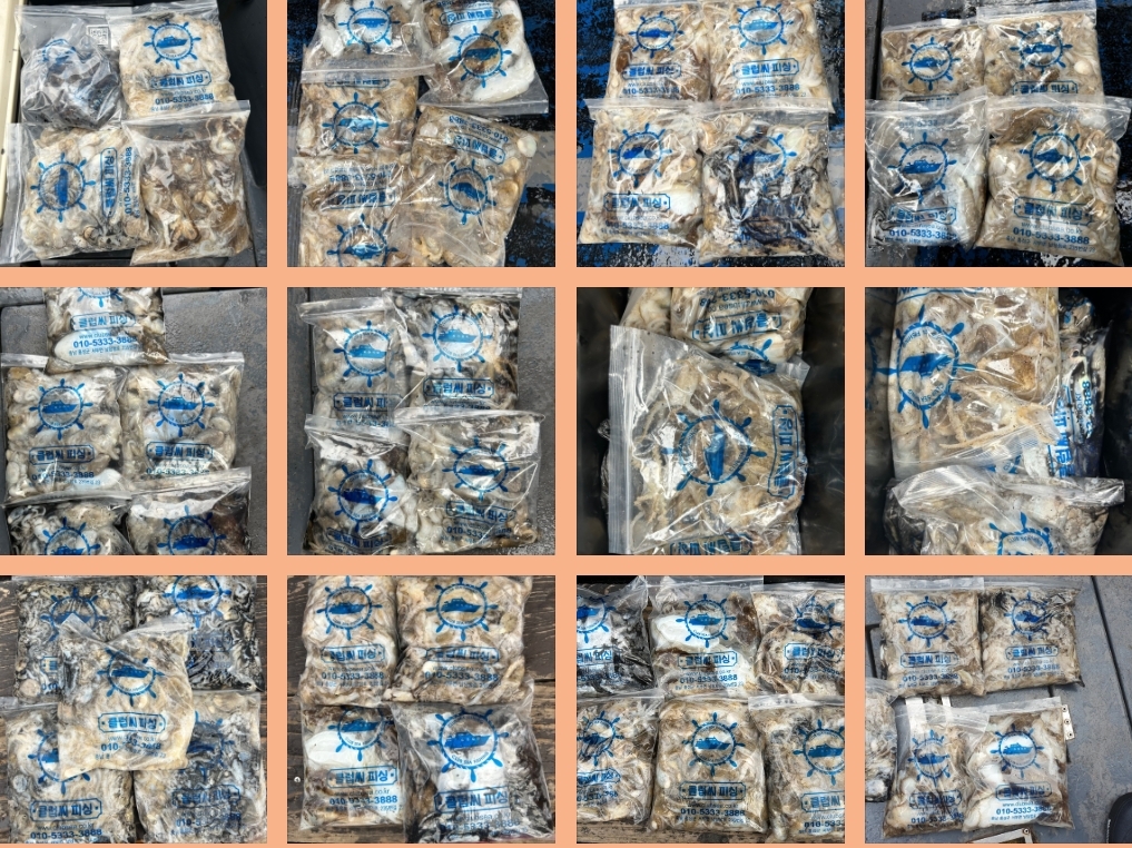 9월 24일 대성호 주꾸미 조황입니다