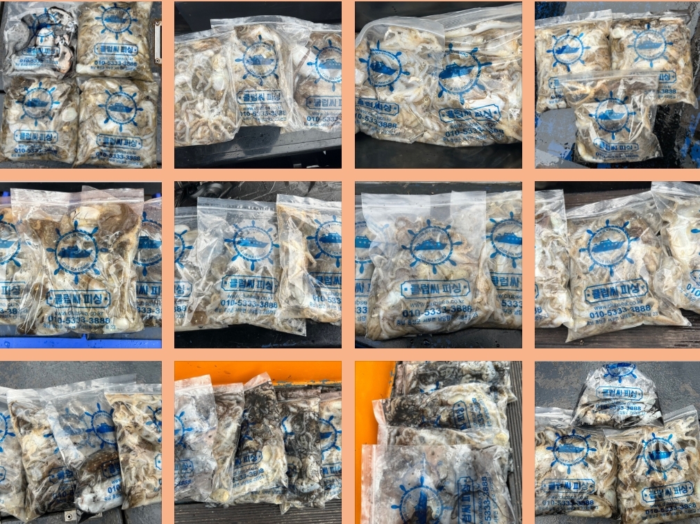 9월 14일 대성호 주꾸미 조황입니다