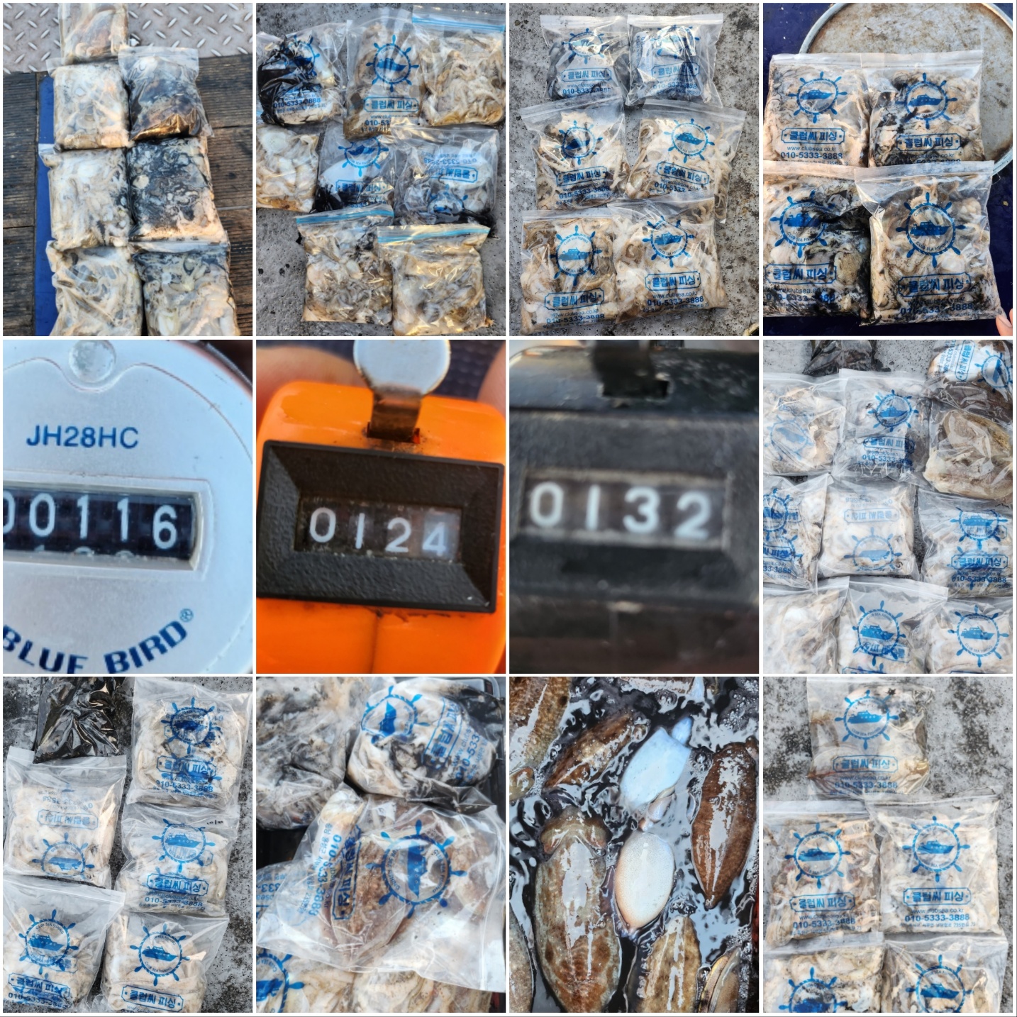 10월29일 뉴대성호 주꾸미조황