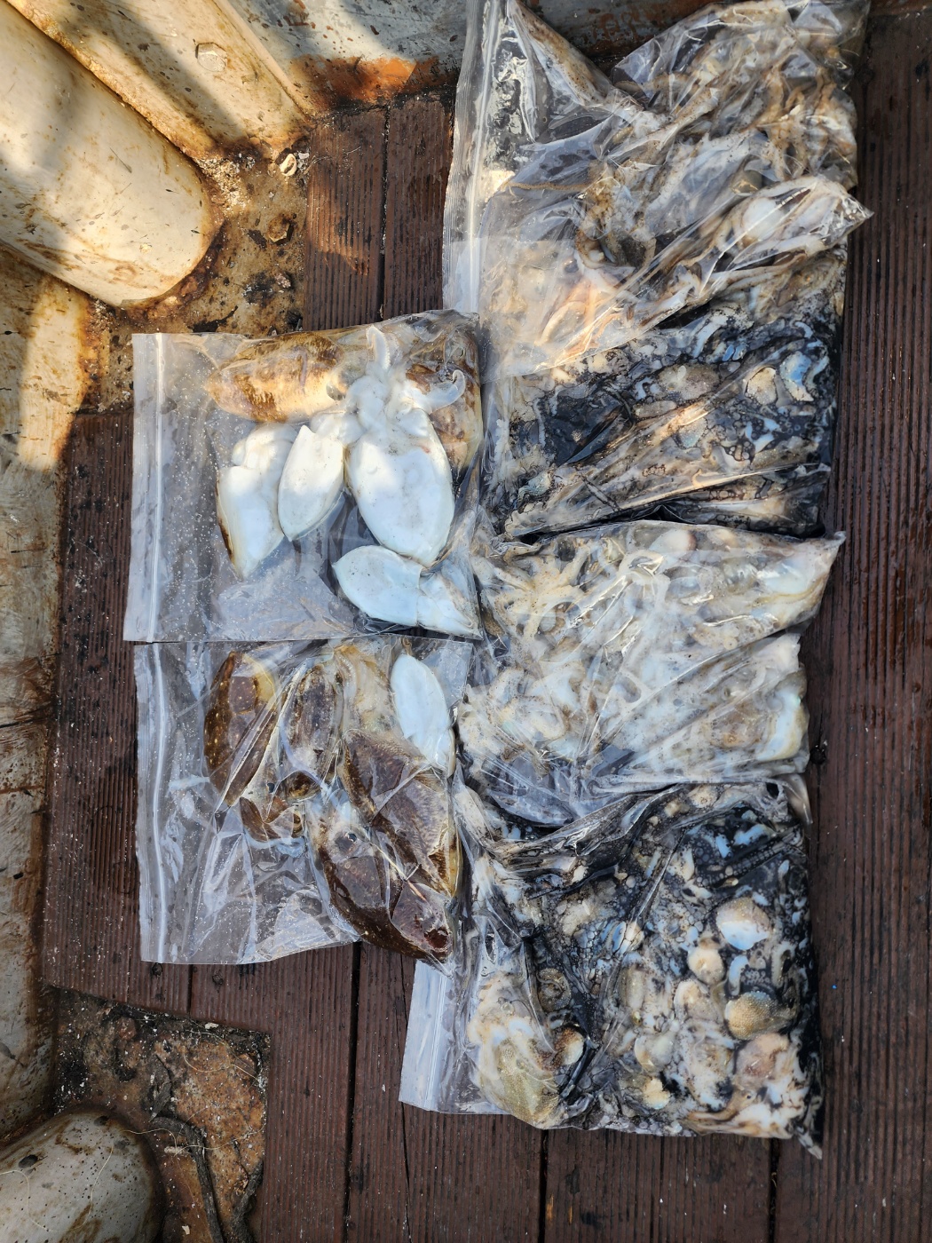 10월 9일 대성2호 쭈꾸미 조황