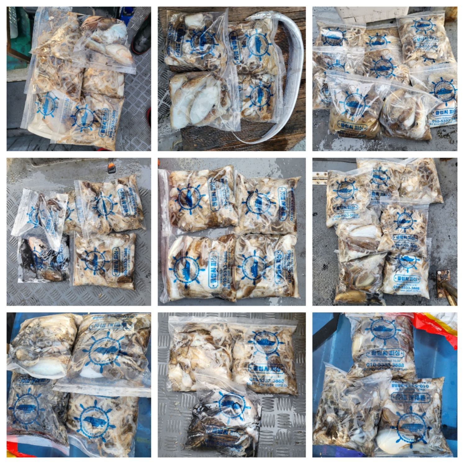 10월10일 마린호 쭈조황입니다