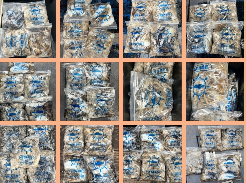 10월 25일 대성호 주꾸미조황입니다