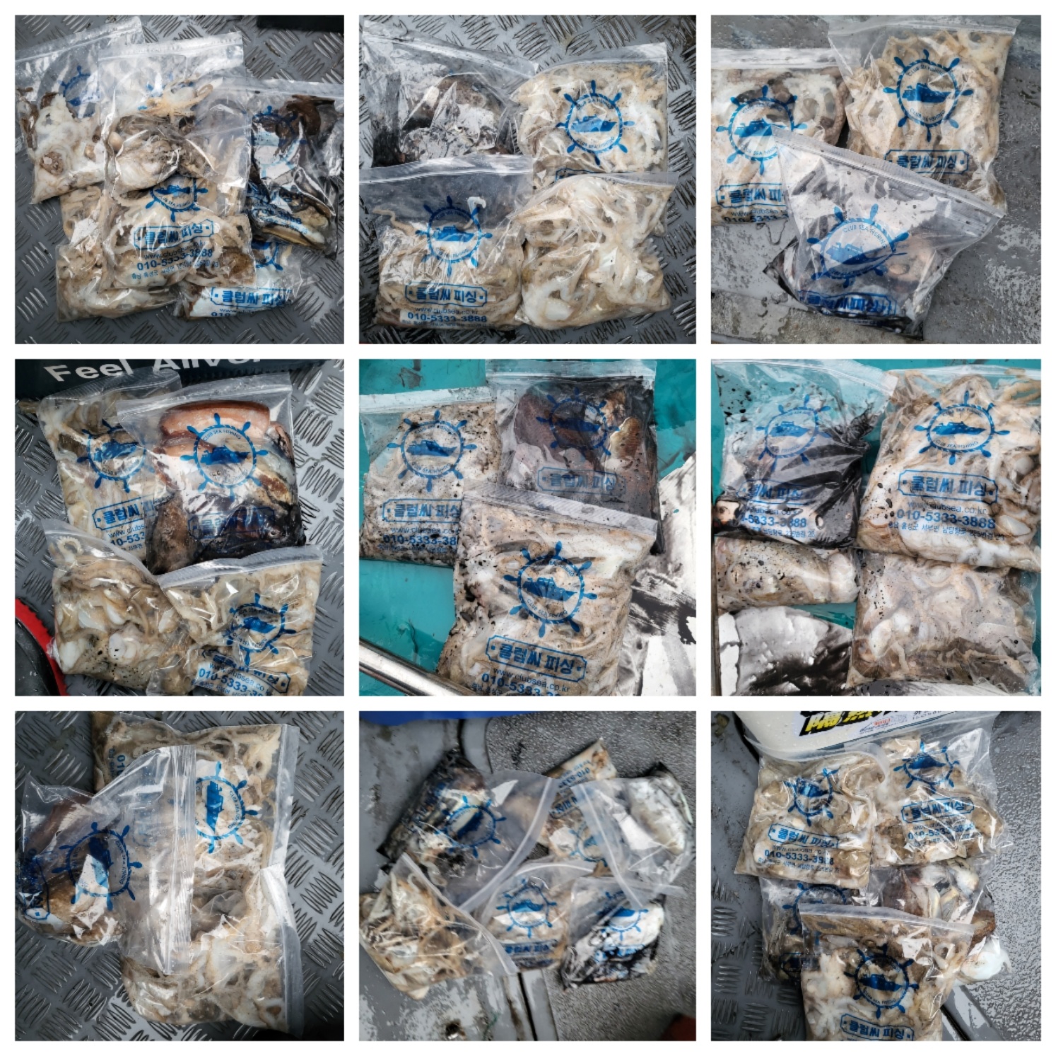 10월26일 마린호 단체출조 쭈조황입니다