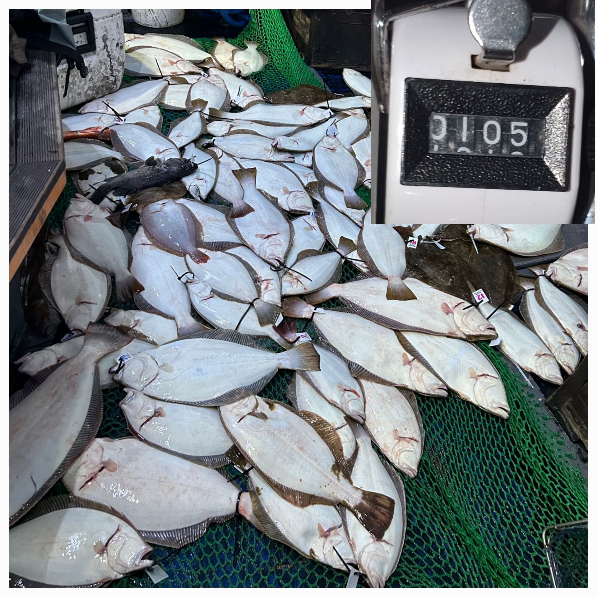 10월 29일 대성호 광어 다운샷 조황입니다