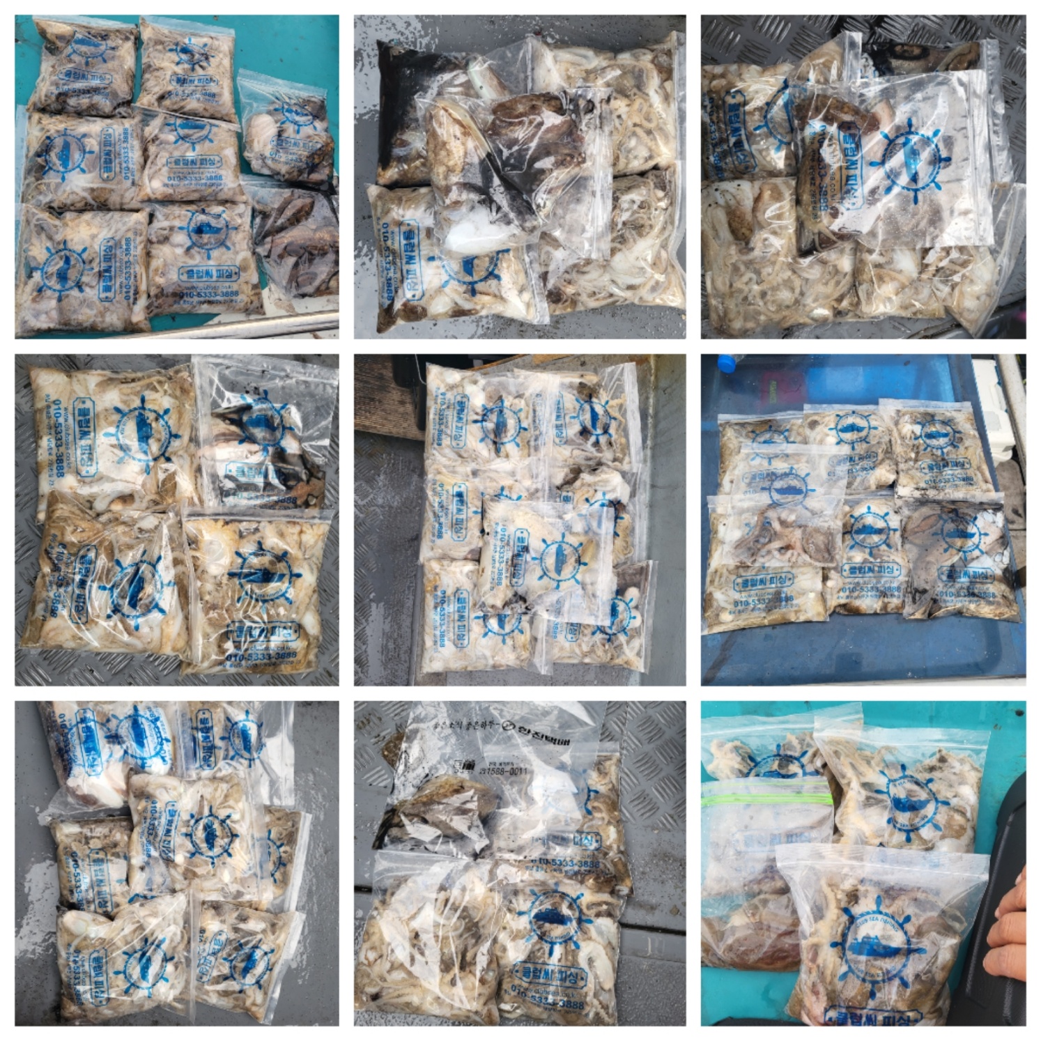 10월13일 마린호 쭈조황입니다