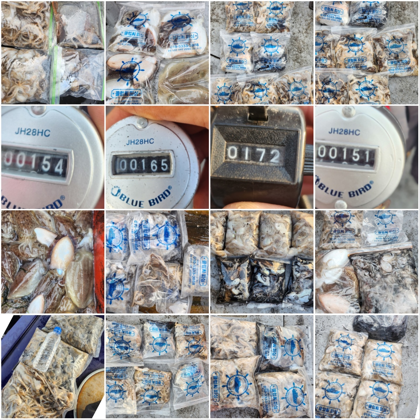 10월22일 뉴대성호 주꾸미조황