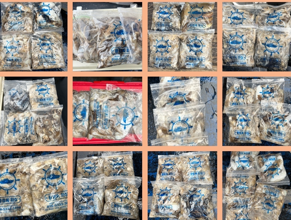 10월 24일 대성호 주꾸미조황입니다