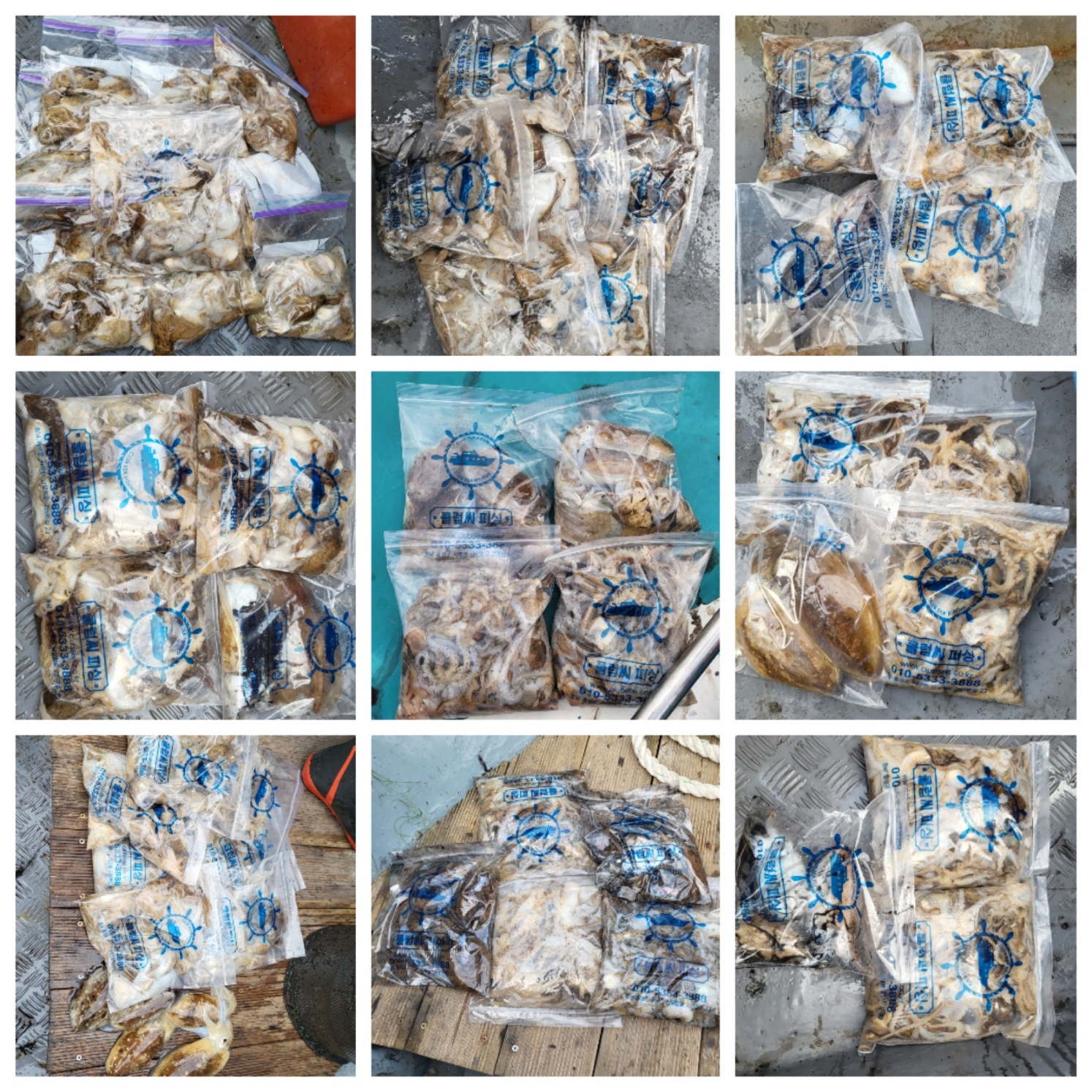 10월8일 마린호 쭈조황입니다