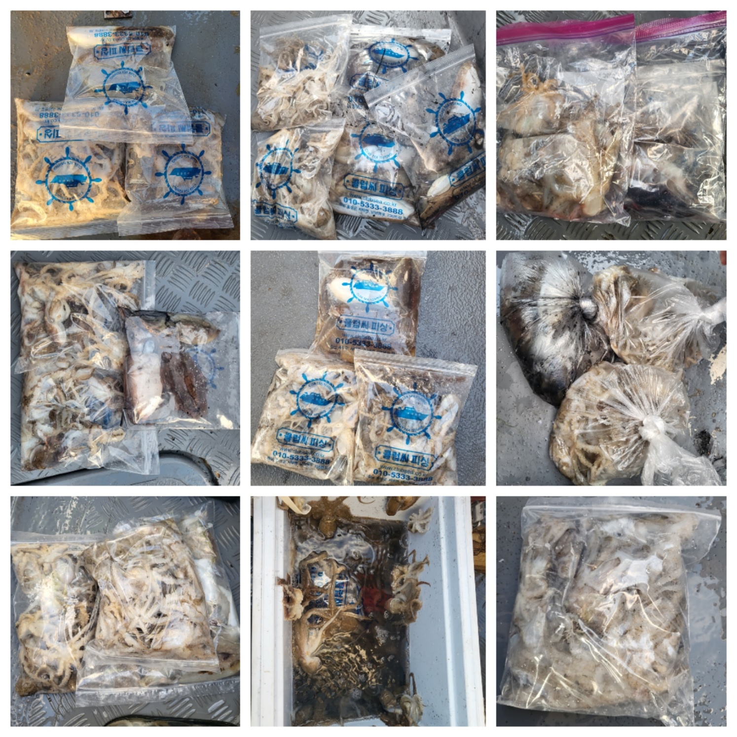 9월30일 마린호 쭈조황입니다