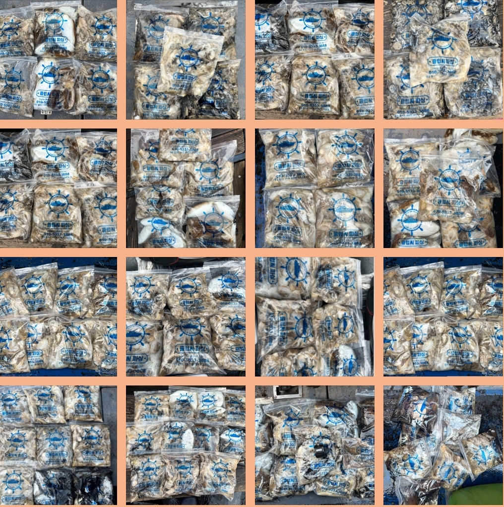 11월 8일 대성호 주꾸미조황입니다