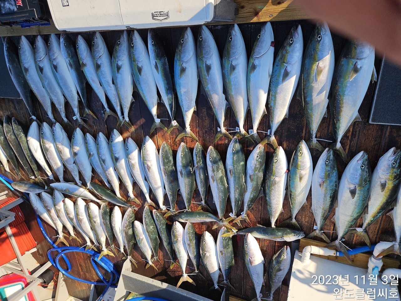 11월3일 완도 클럽씨호 방어 초대박조황입니다.