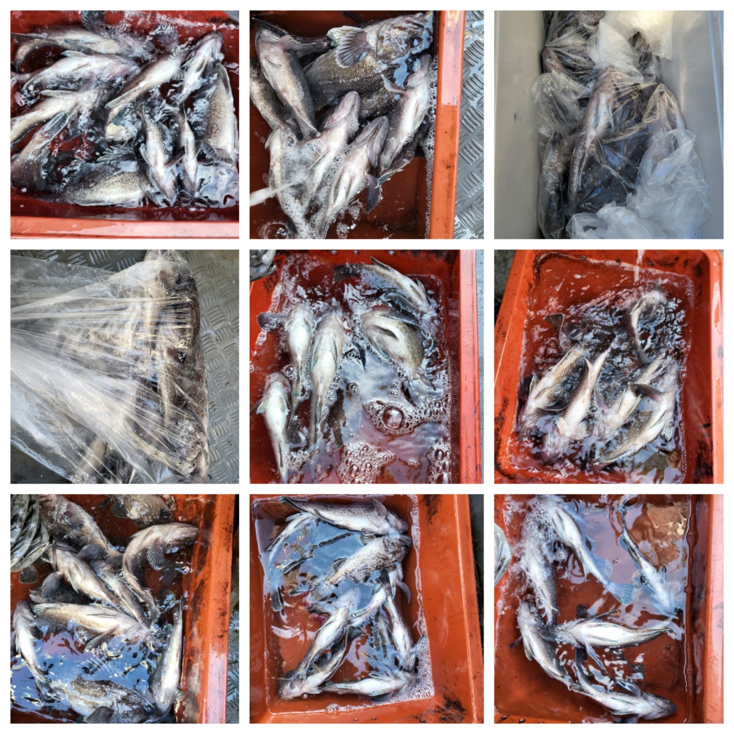 11월11일 마린호 우럭조황입니다