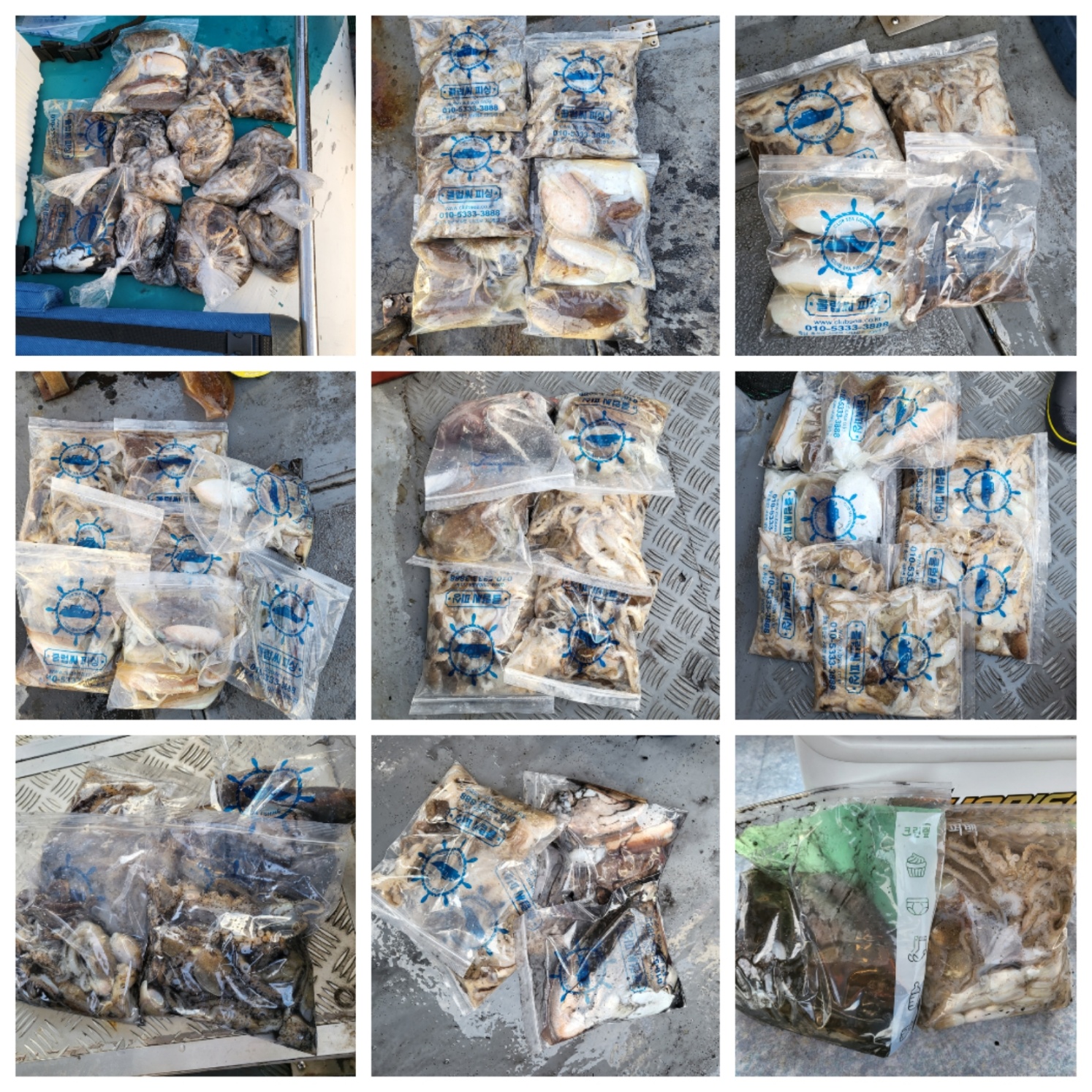 11월8일 마린호 쭈조황입니다