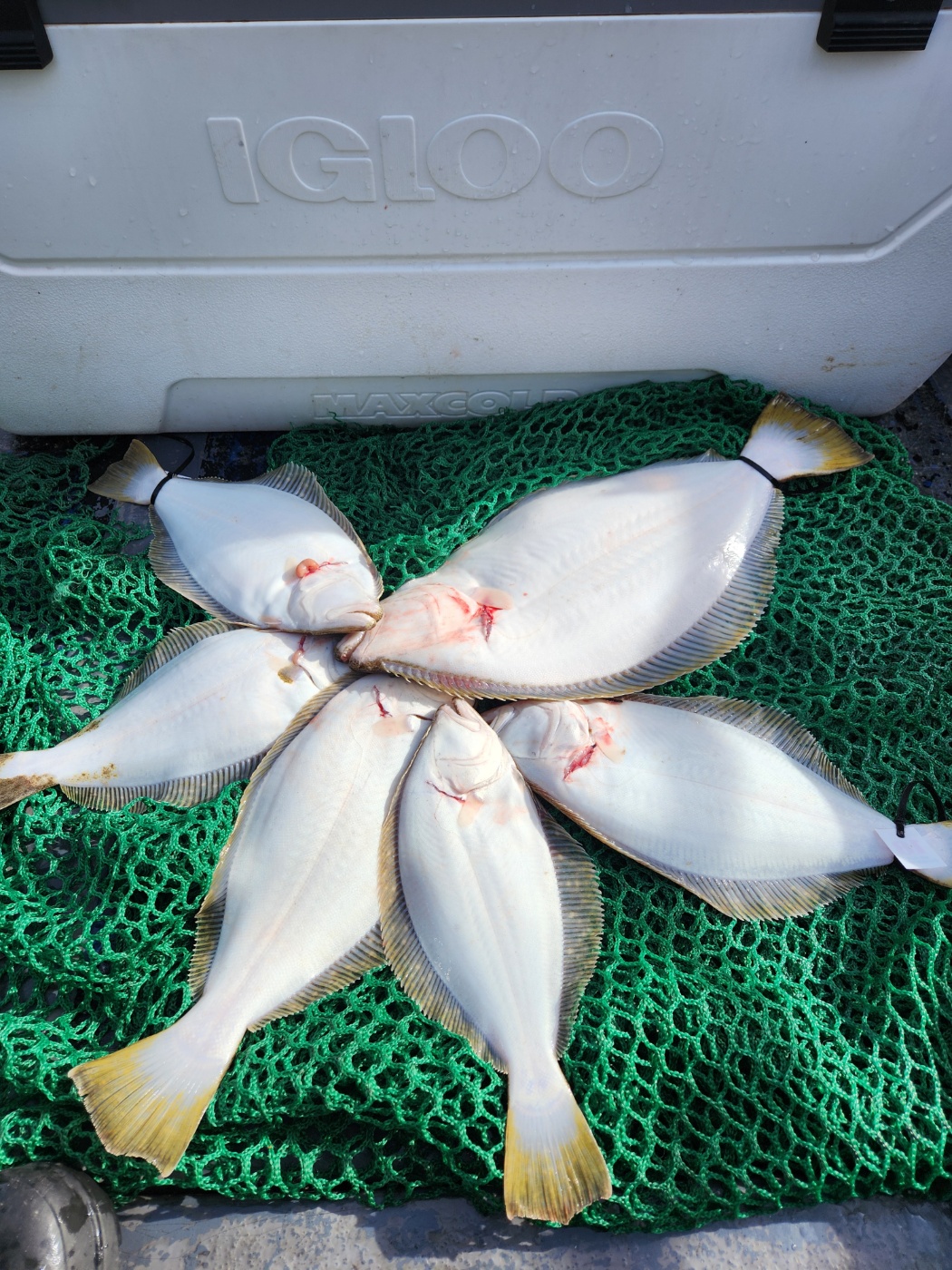 3월 23일 대성호 광어탐사조황입니다