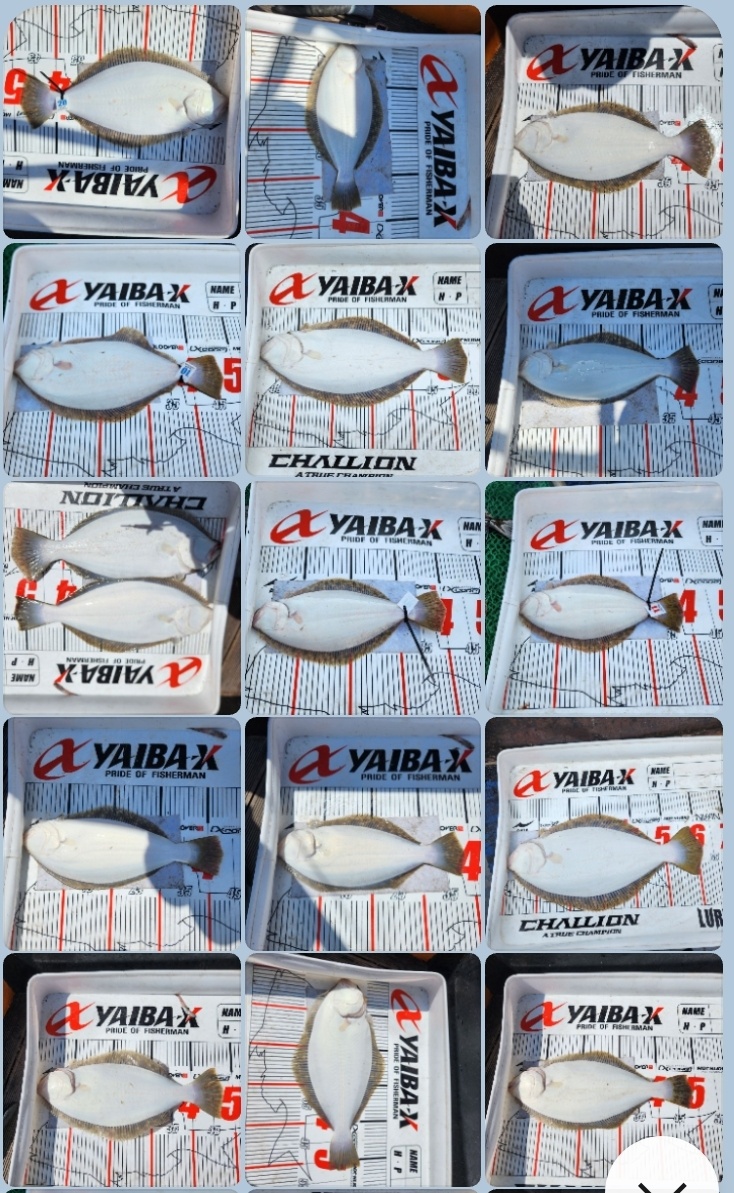 4월 13일 대성호 광어다운샷조황입니다