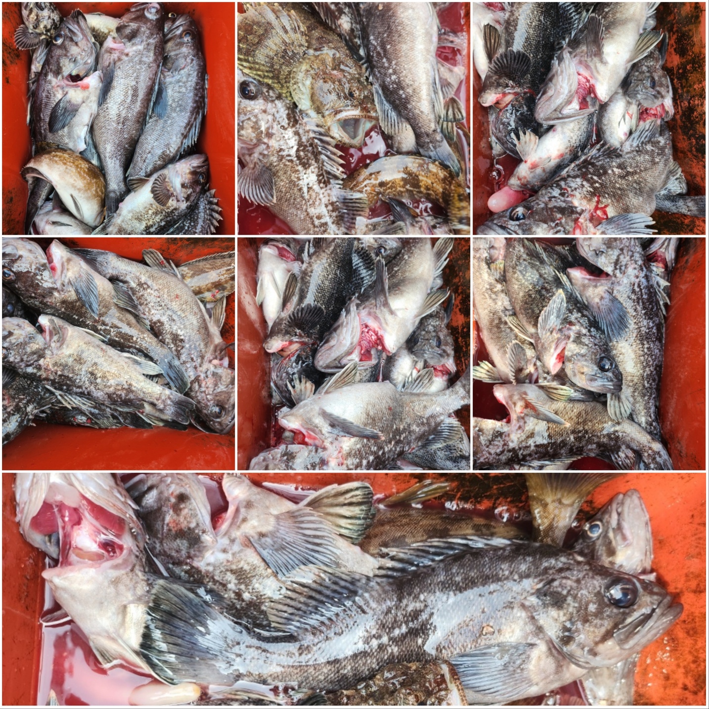 4월14일 뉴대성호 내만우럭조황