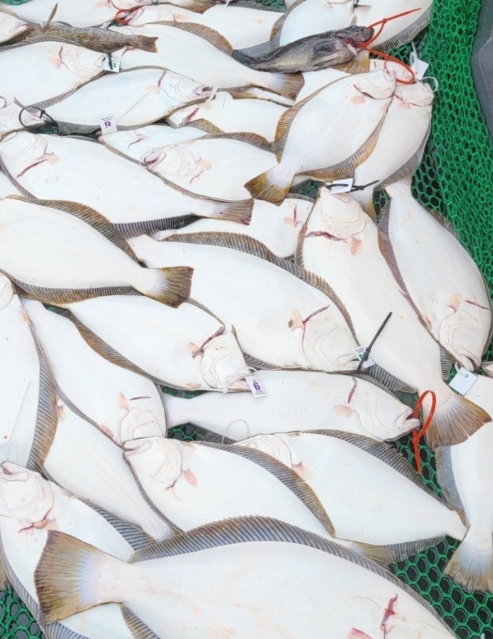 4월 23일 대성호 10인 광어다운샷조황입니다