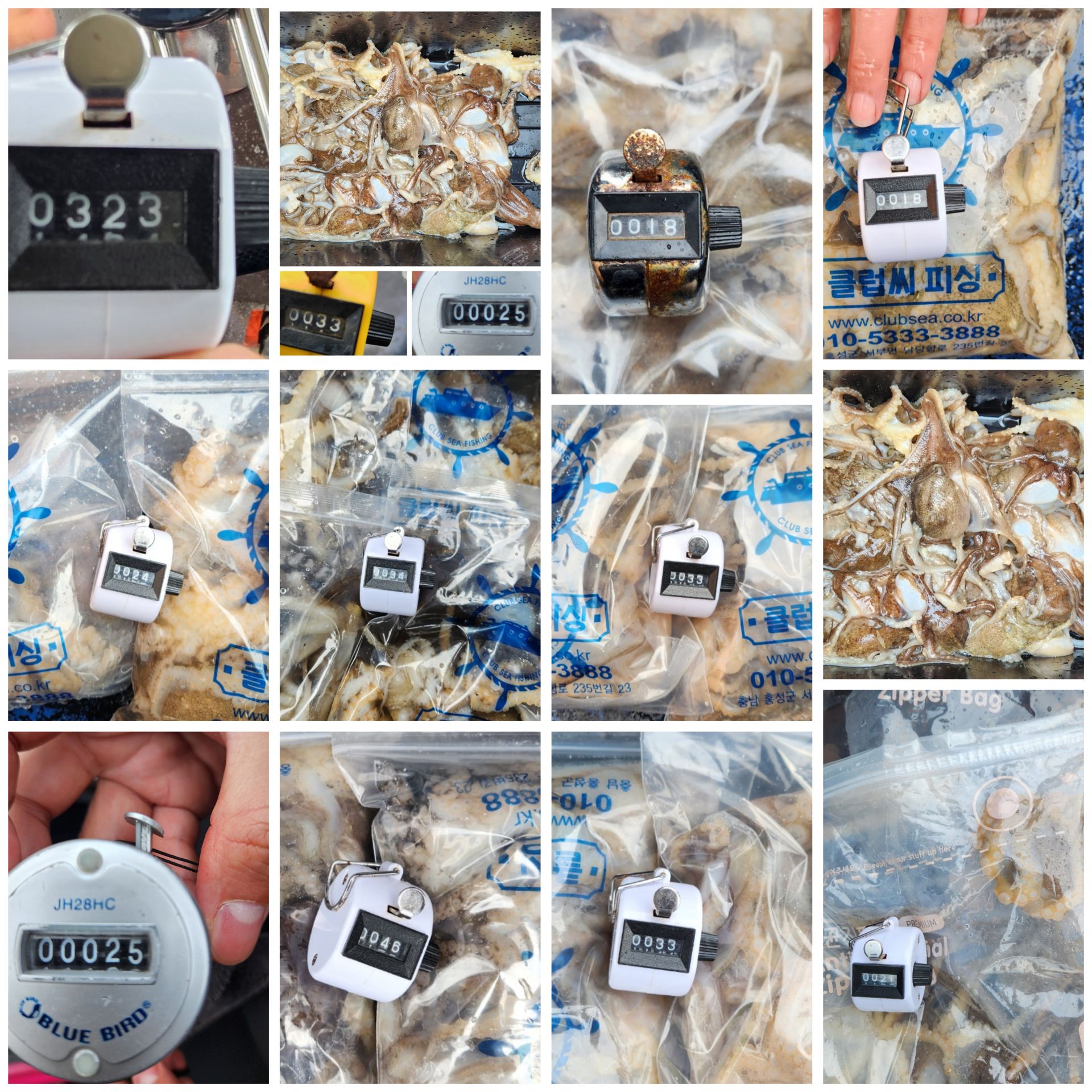 4월 4일 대성호 알주꾸미조황입니다