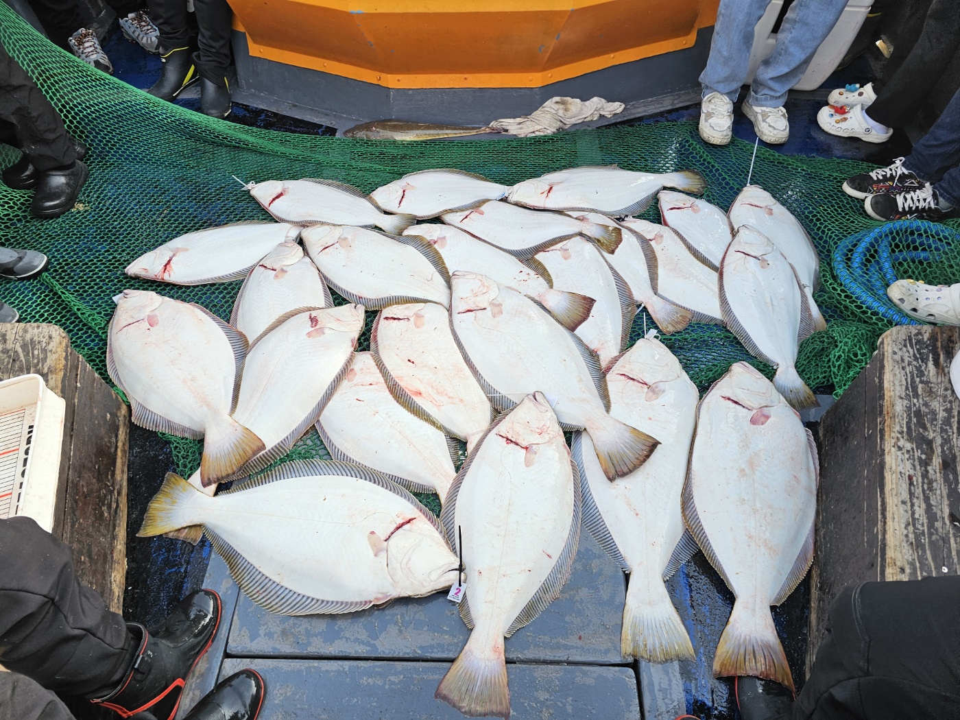 5월 1일 대성호 대광어조황입니다~~