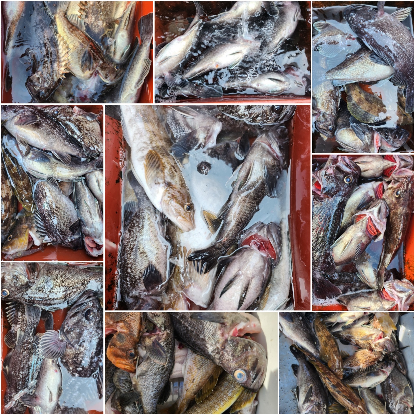 5월19일 뉴대성호 다잡아외수질조황