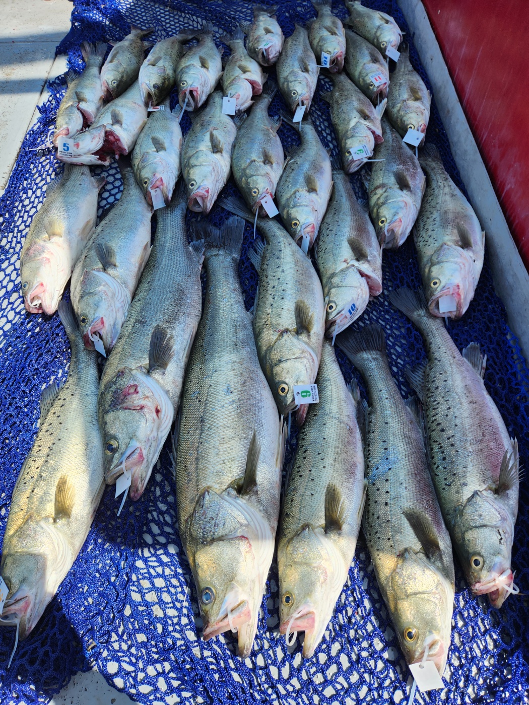 5월17일 뉴대성호 농어외수질조황