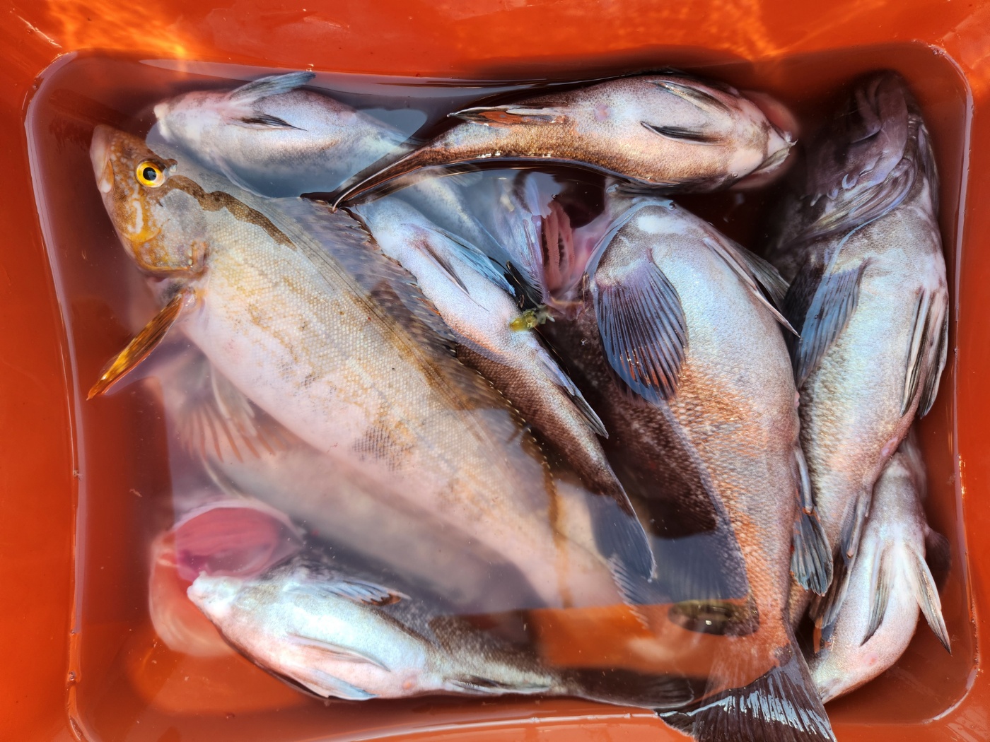 6월 1일 뉴해랑호 중내만우럭 조황