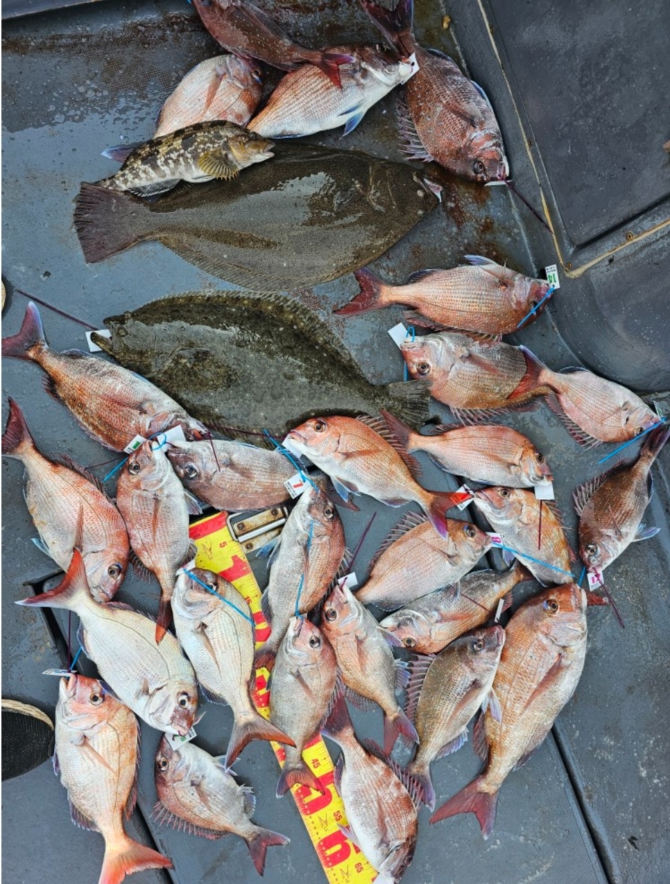 6월2일 대성1호 참돔조황