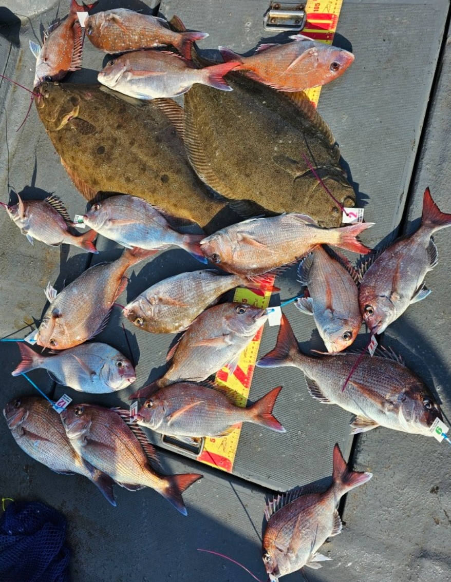 6월1일 대성1호 참돔조황