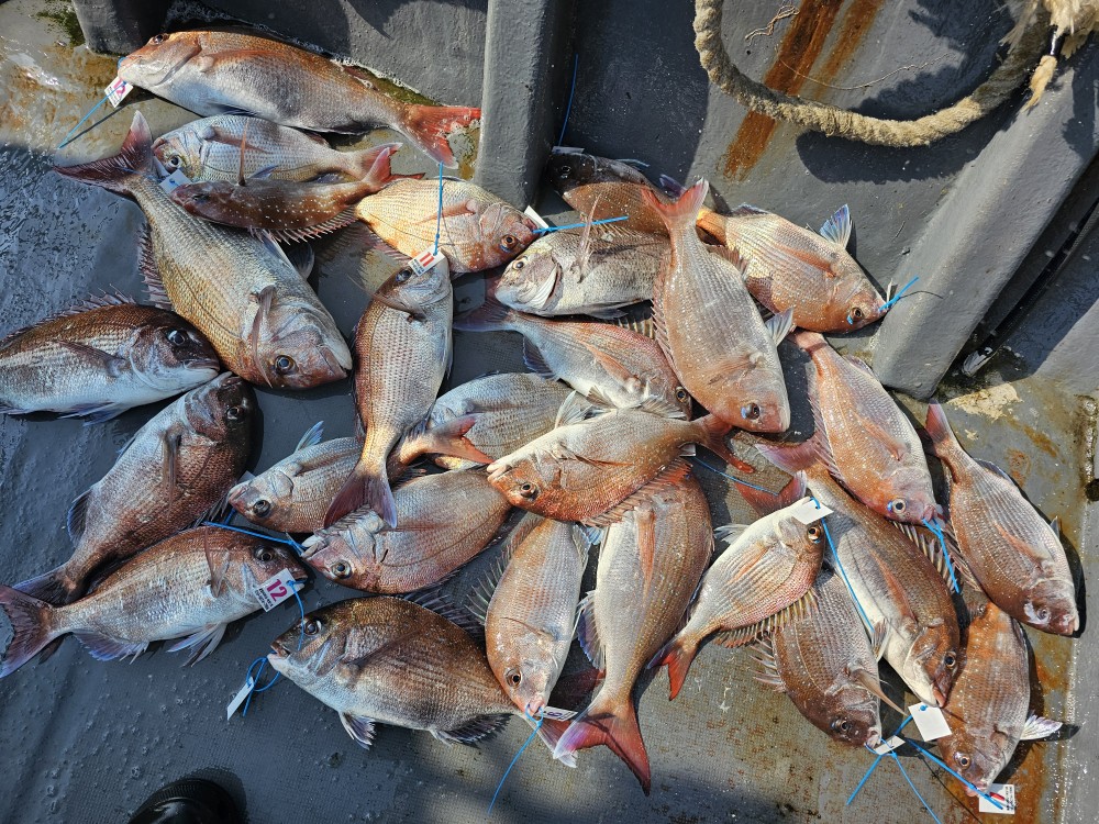 6월8일 대성1호 참돔조황