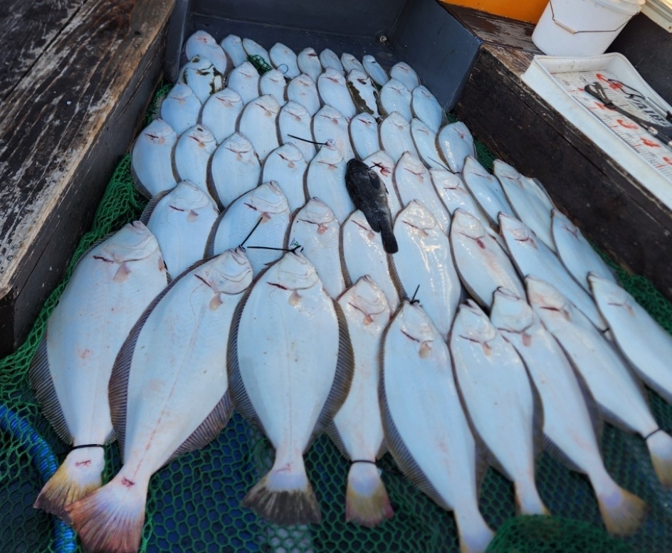 6월 2일 대성호 8인 대박 대광어다운샷조황