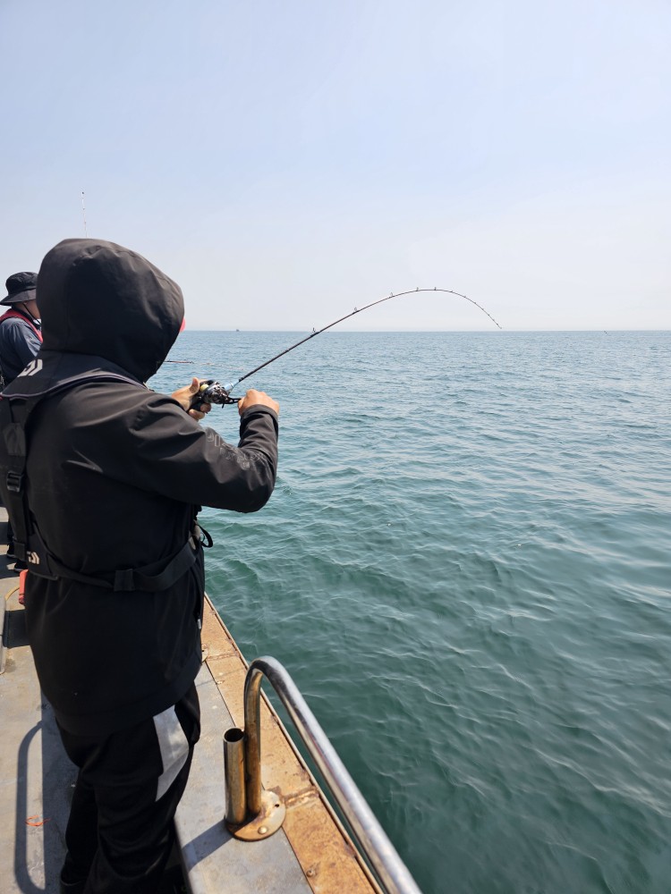 6월6일 대성1호 참돔조황