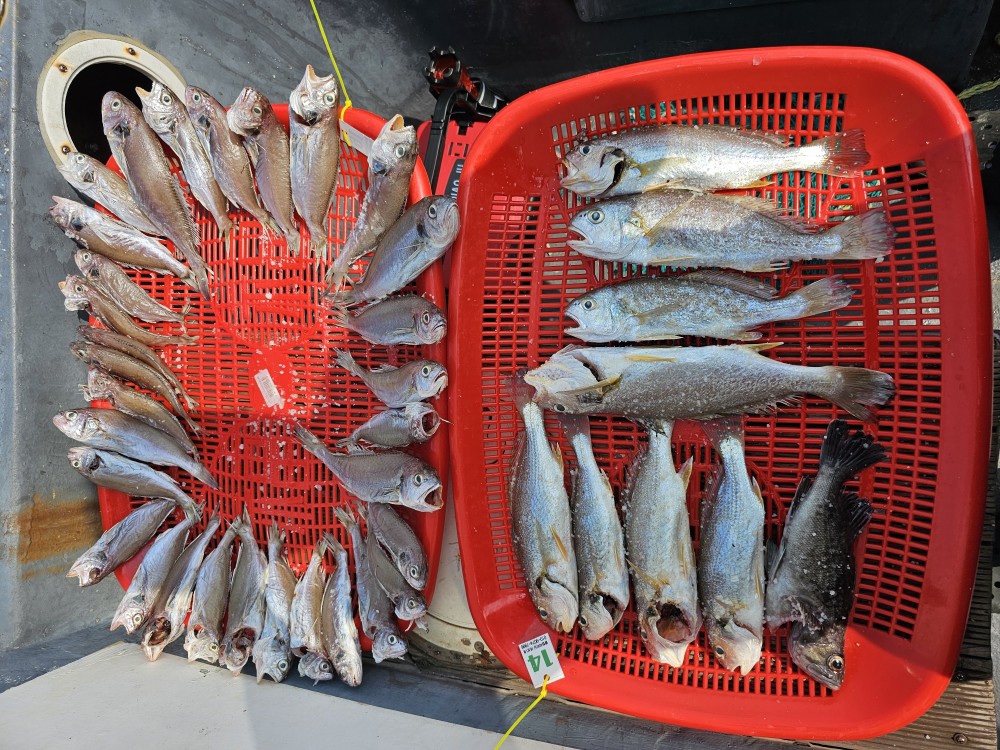 7월13일 대성1호 백조기조황