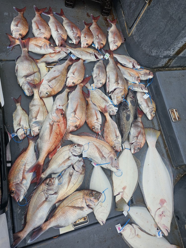 6월28일 대성1호 참돔조황