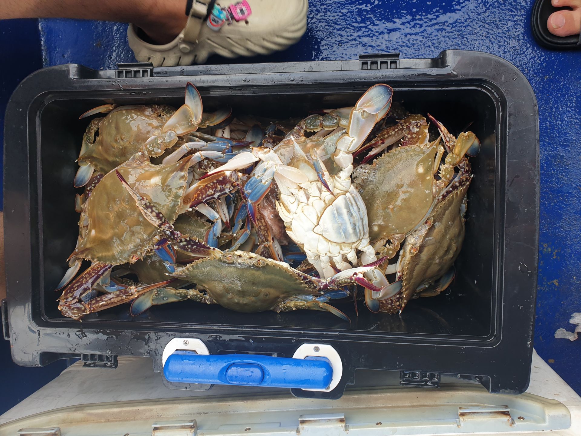 8월31일 대양호 꽃게 조황