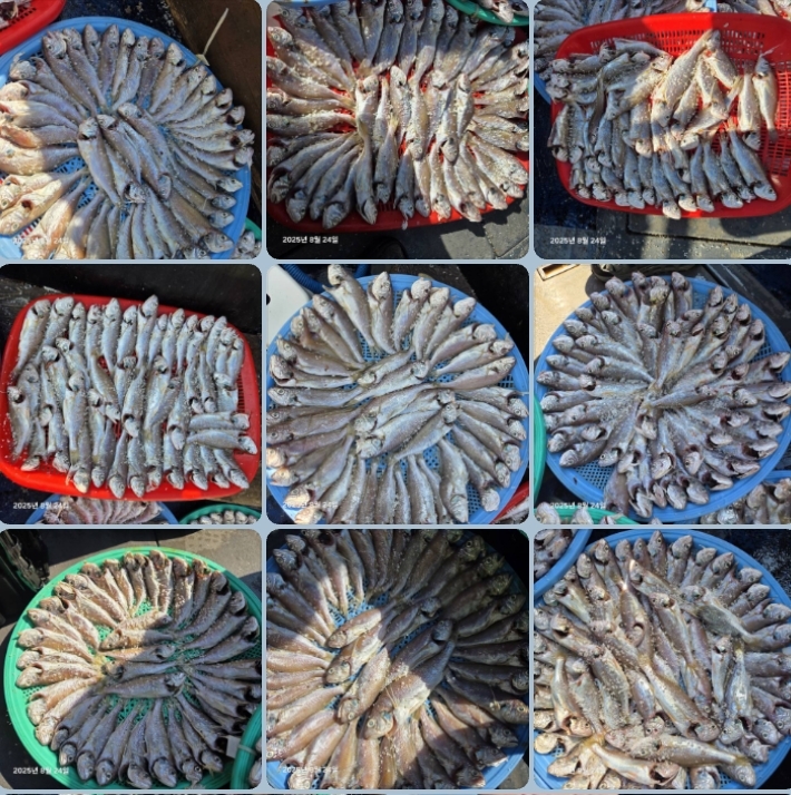 8월 24일 대성호 대박 백조기 조황입니다