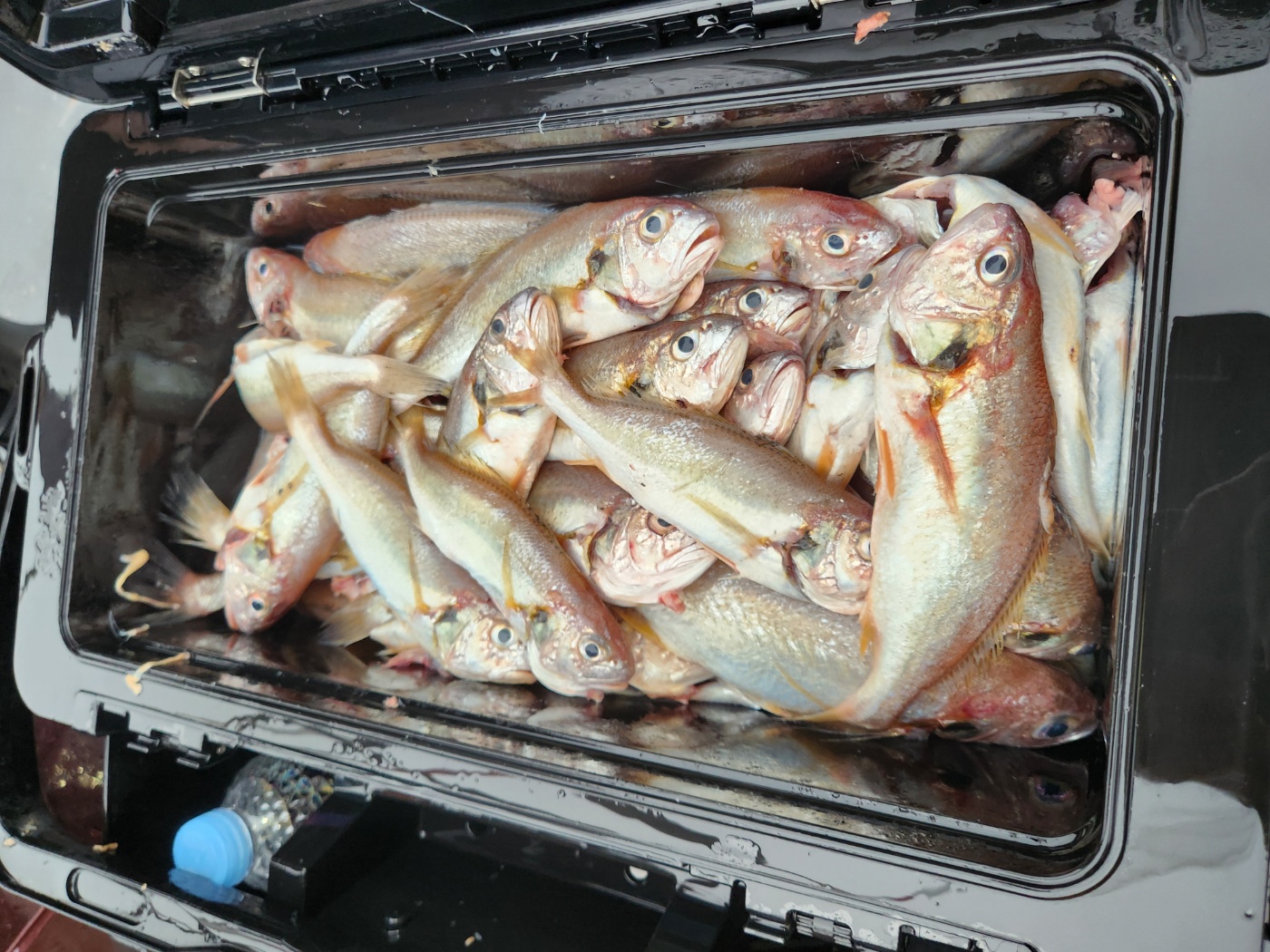 8월3일 대성1호 백조기조황