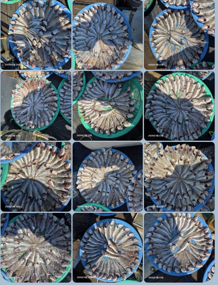 8월 23일 대성호 백조기조황입니다