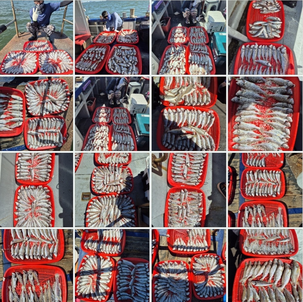 8월16일 뉴대성호 백조기조황