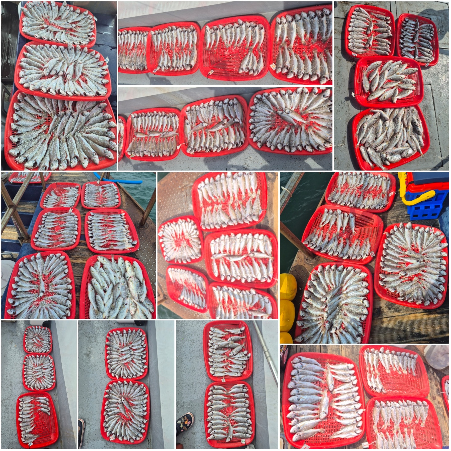 8월31일 뉴대성호 백조기 올해 마지막조황