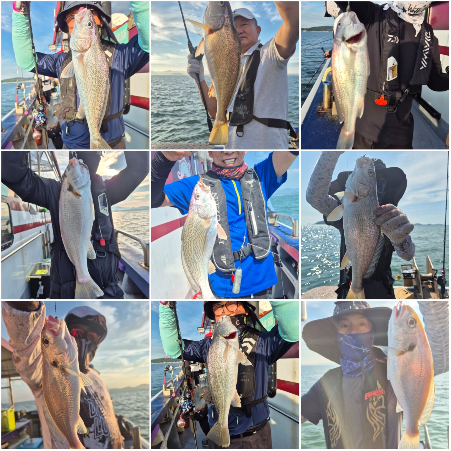 8월10일 뉴대성호 백조기조황