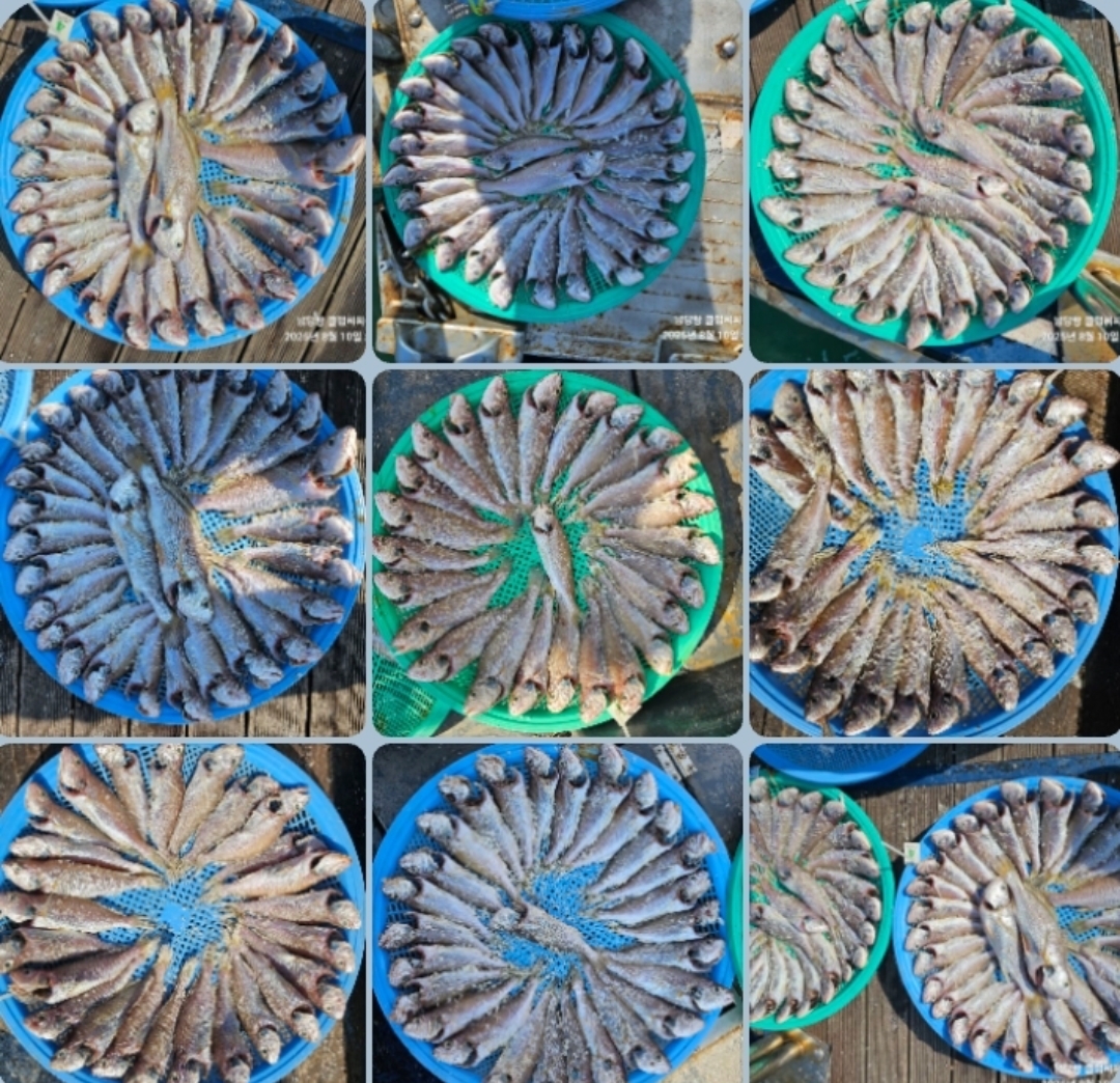 8월 10일 대성호 백조기 조황입니다