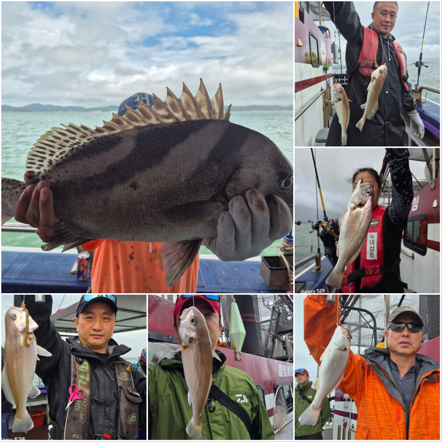 8월14일 뉴대성호 백조기조황