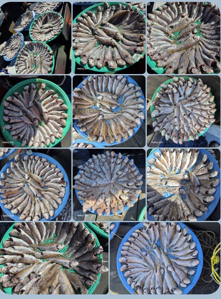 8월 15일 대성호 백조기조황입니다