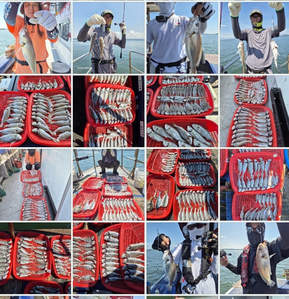 8월21일 뉴대성호 백조기조황